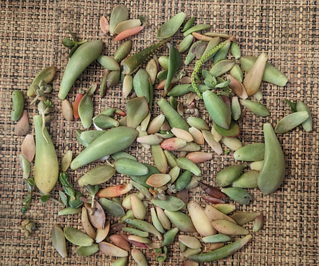 Succulent Leaves for Propagation - 3/4 lb Assortment with 30+ Varieties & 5 Rare Types - Indoor Gardening, DIY Plant Propagation