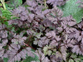 Black Cow Parsley Seeds - 50 Pack, Anthriscus sylvestris Ravenswing, Perennial Plant for Borders & Wildflower Gardens