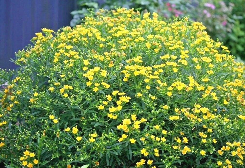 Great St. John's Wort Seeds - 500+ Perennial Wildflower Herb, Yellow Flowers, Hypericum perforatum Seed Packet