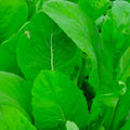 Tendergreen Mustard Spinach Seeds - Non-GMO Heirloom Organic Brassica juncea for Salad and Cooking
