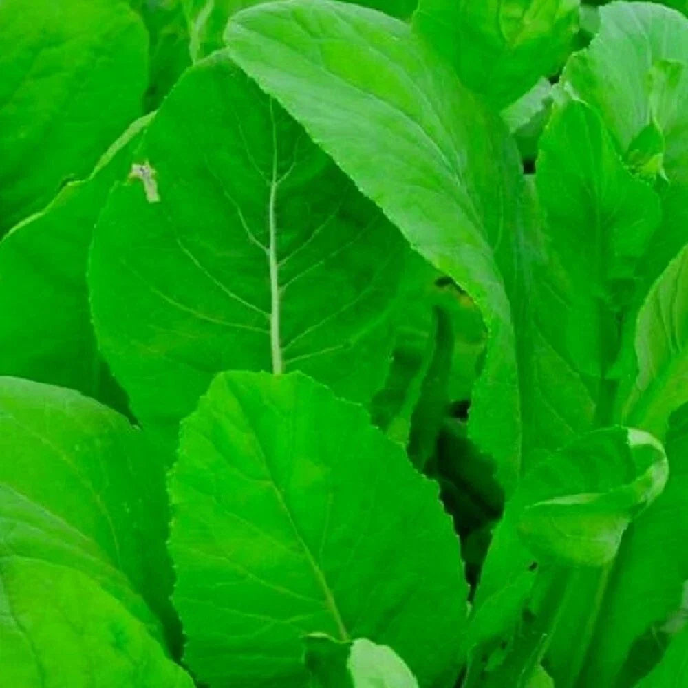 Tendergreen Mustard Spinach Seeds - Non-GMO Heirloom Organic Brassica juncea for Salad and Cooking