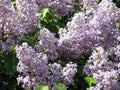 Lilac Bush Live Plant Set of 2, Old Fashion Purple, Syringa vulgaris, Bare Root, Fragrant Spring Blooms