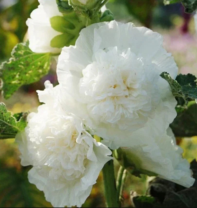 Hollyhock Seeds 25 Count - Double White Blooms - Alcea rosea - Non-GMO, Cottage Garden, Pollinator-Friendly, Easy to Grow