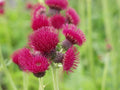 Plume Thistle Seeds - 200+ Count - Native Wildflower for Garden, Cirsium discolor, Perennial, Attracts Pollinators