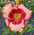 Daylily Live Plant - Rebloomer, Eye Catching Discovery, Hemerocallis 'Eye Catching Discovery'
