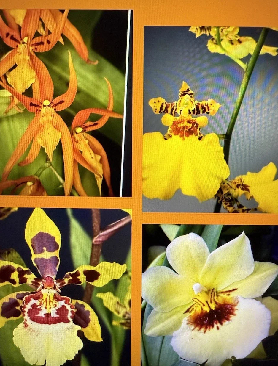 Orchid Plant Seedlings 2 Bulbs No Pot Dendrobium Variety for Indoor Garden, Cuttings, Orchidaceae