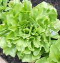 Organic Broadleaf Batavian Endive Seeds – Cichorium endivia, 500+ Non-GMO Vegetable Seeds for Home Gardening