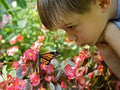 Outdoor Wildflower Seed Kit for Pollinators - Perennial Flowers for Hummingbirds & Monarch Butterflies - Educational Gardening Activity