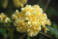 Lady Banks Climbing Rose Plant - Yellow Flowers, Heirloom Variety, Rosa banksiae, Garden Trellis, Fence, Arbor