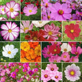 Cosmos Seeds Mix - Heirloom Non-GMO Pollinator Attracting Cosmos bipinnatus - 200 Seeds