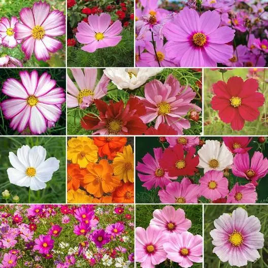 Cosmos Seeds Mix - Heirloom Non-GMO Pollinator Attracting Cosmos bipinnatus - 200 Seeds