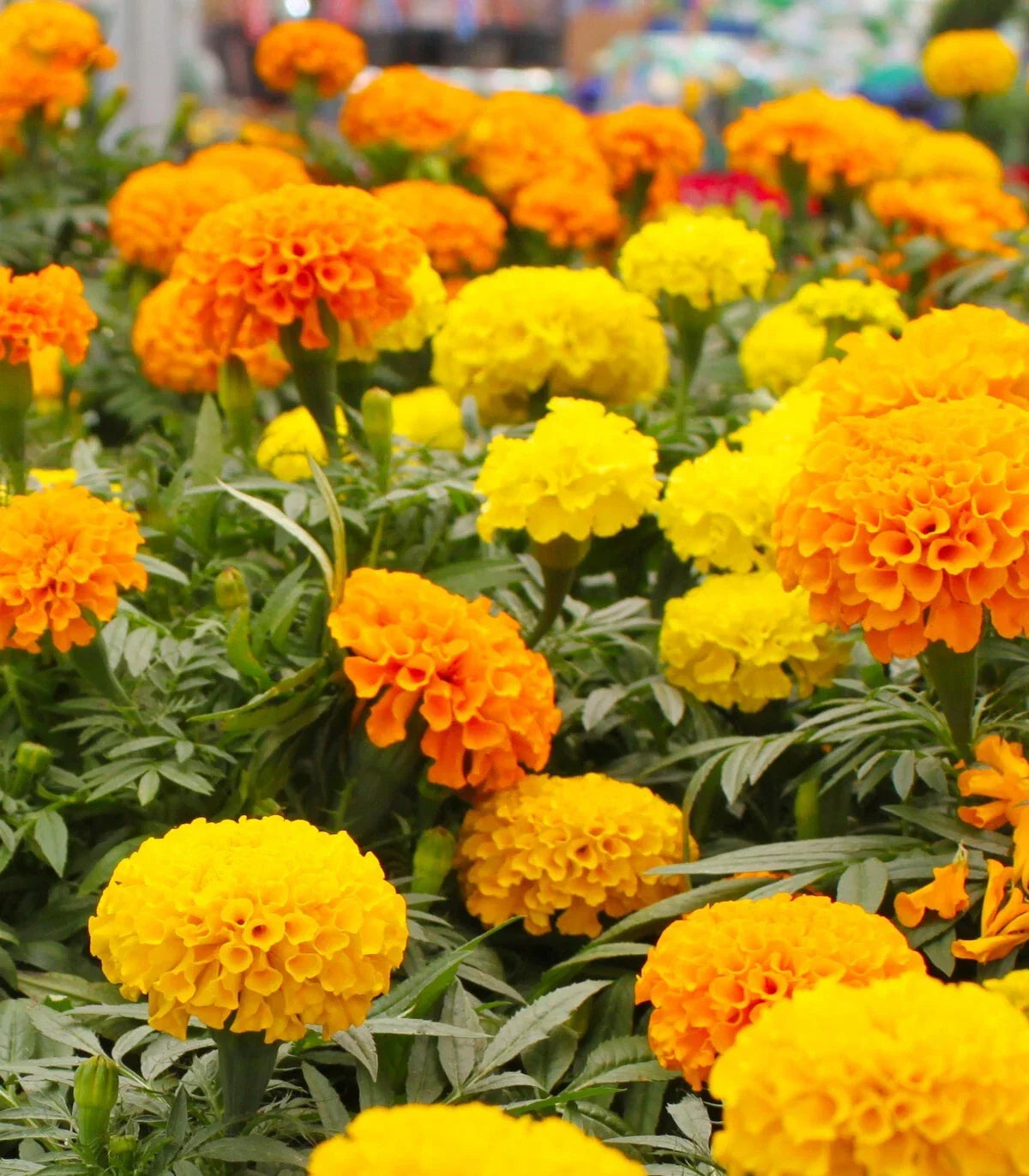 Crackerjack Marigold Seeds - 25+ Pack, Tagetes erecta, Bright Orange, Yellow & Red Flowers, Garden Planting, Full Sun, USA Grown