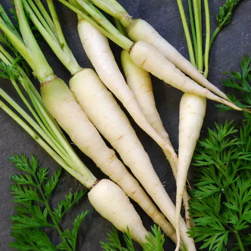 Lunar White Carrot Seeds | Heirloom Non-GMO Organic Daucus carota | White Root Vegetable Seeds for Garden Planting