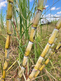 Fresh Organic Sugar Cane Cuttings - San Diego Yellow Saccharum officinarum Non-GMO Planting Stock