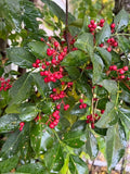 Live Sichuan Pepper Tree Seedlings - 1 Year Old, Zanthoxylum simulans, Lot of 3, Culinary Pepper Plants, Chinese Spice Tree