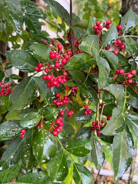 Live Sichuan Pepper Tree Seedlings - 1 Year Old, Zanthoxylum simulans, Lot of 3, Culinary Pepper Plants, Chinese Spice Tree