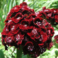 Sweet William Seeds 200 Count Dianthus barbatus Dunetti Red Non-GMO Flower Seeds for Spring Blooms and Butterfly Attraction