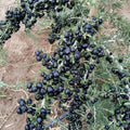 Black Goji Berry Seeds - Lycium ruthenicum, Superfood, Antioxidant, Herbal Plant Seeds, 10+ Pack, Easy to Grow