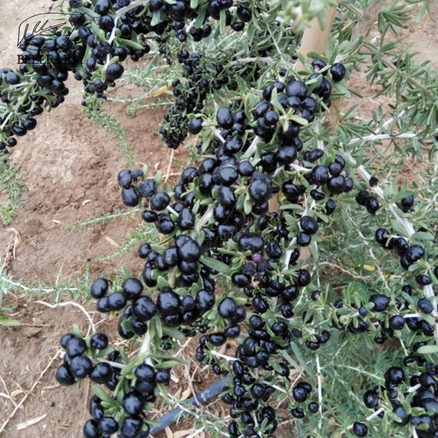 Black Goji Berry Seeds - Lycium ruthenicum, Superfood, Antioxidant, Herbal Plant Seeds, 10+ Pack, Easy to Grow