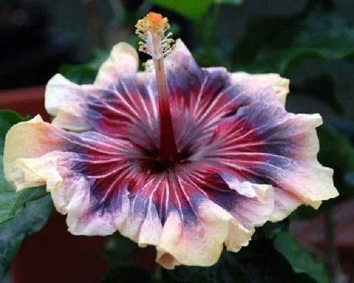 Hibiscus Seeds - Perennial Flower Seeds with Cream, Pink, Purple Blooms - Hibiscus rosa-sinensis - 20 Seeds Pack