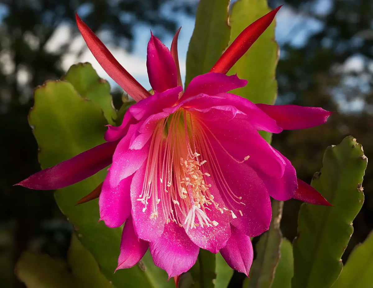 Orchid Cactus Cutting 7" Epiphyllum Hybrid Kiwi with Large Pink Flowers, Trailing Succulent Plant