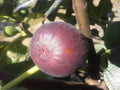 Chicago Hardy Fig Plant - Live Rooted Starter - Self-Pollinating Ficus carica - Zones 6-10 - Potted Purple Figs