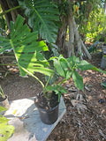 Syngonium Podophyllum Houseplant - Green Large Stem - Mature Leaf Indoor Plant for Home & Office