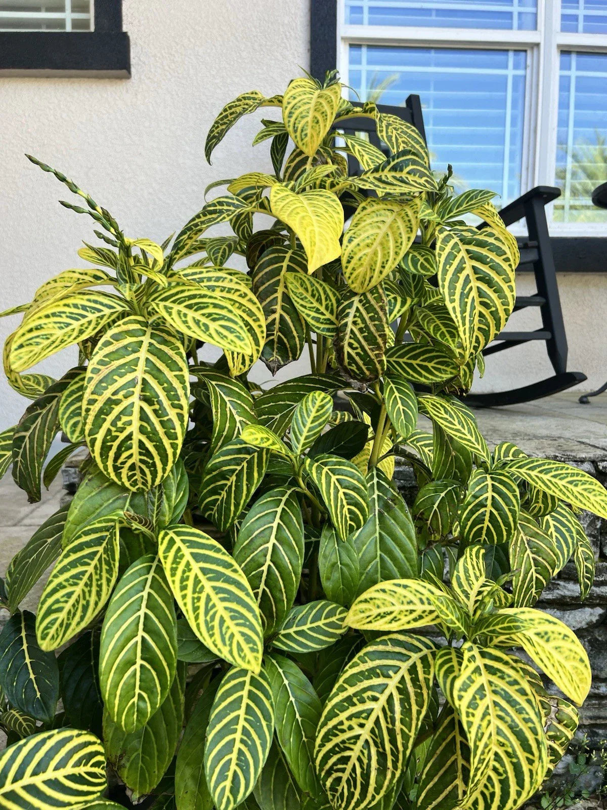 Sanchezia Cuttings - Tropical Foliage Plant - Sanchezia nobilis - Indoor & Outdoor Gardening Propagation Material