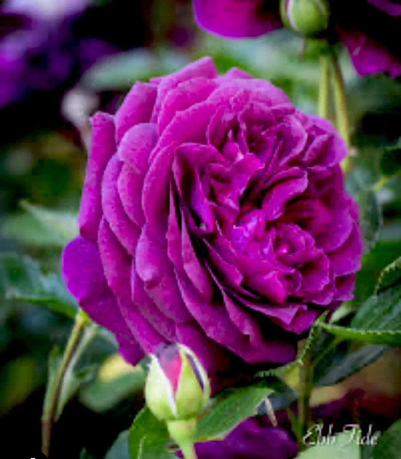 Velvet Magenta Fragrant Rose Cuttings - 6 Inch, 5 Pack, Rosa 'Velvet Magenta' Garden Flowers, Fragrant, Easy to Grow