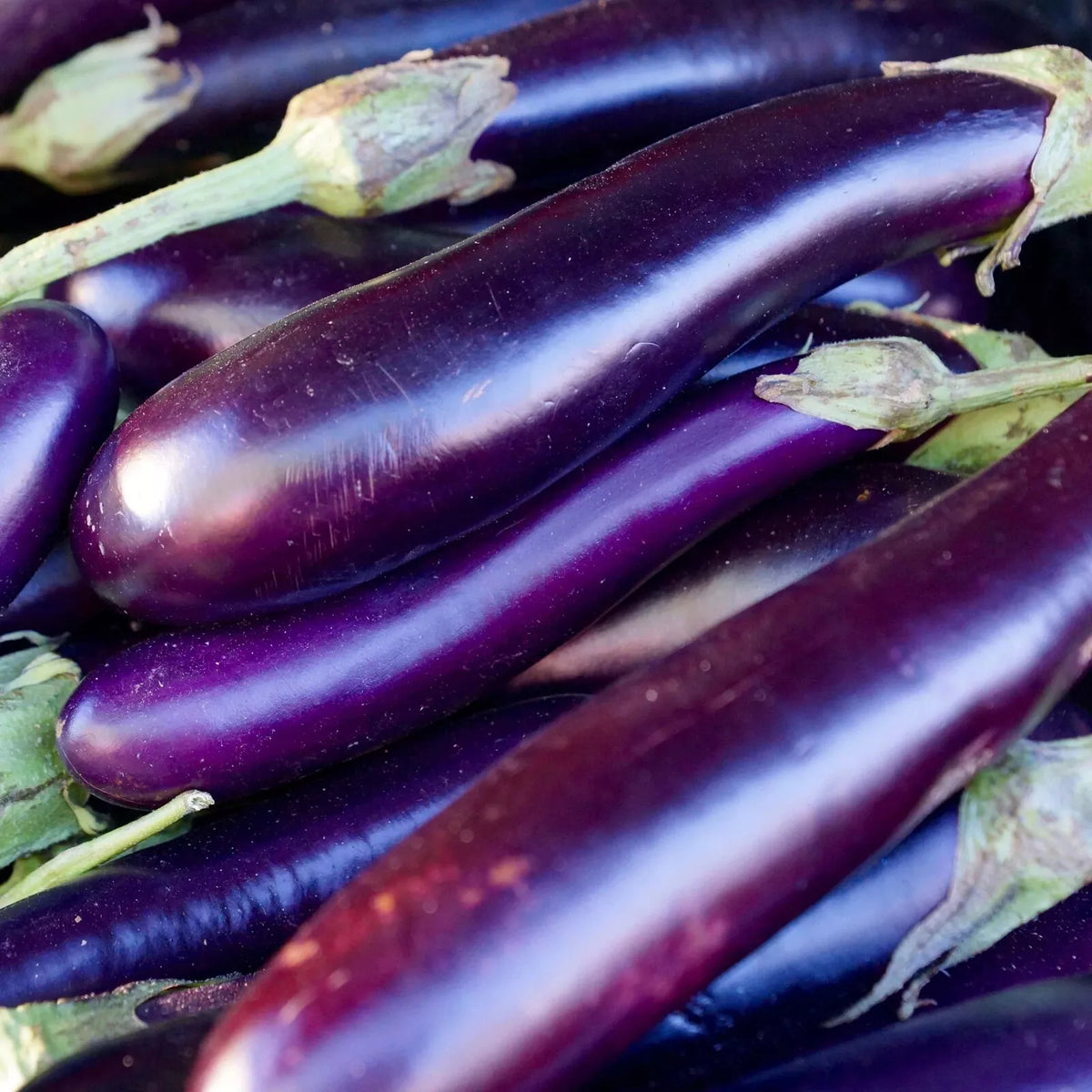 50 Long Purple Eggplant Seeds - Non-GMO Heirloom Solanum melongena for Home Garden, Container & Raised Bed Planting