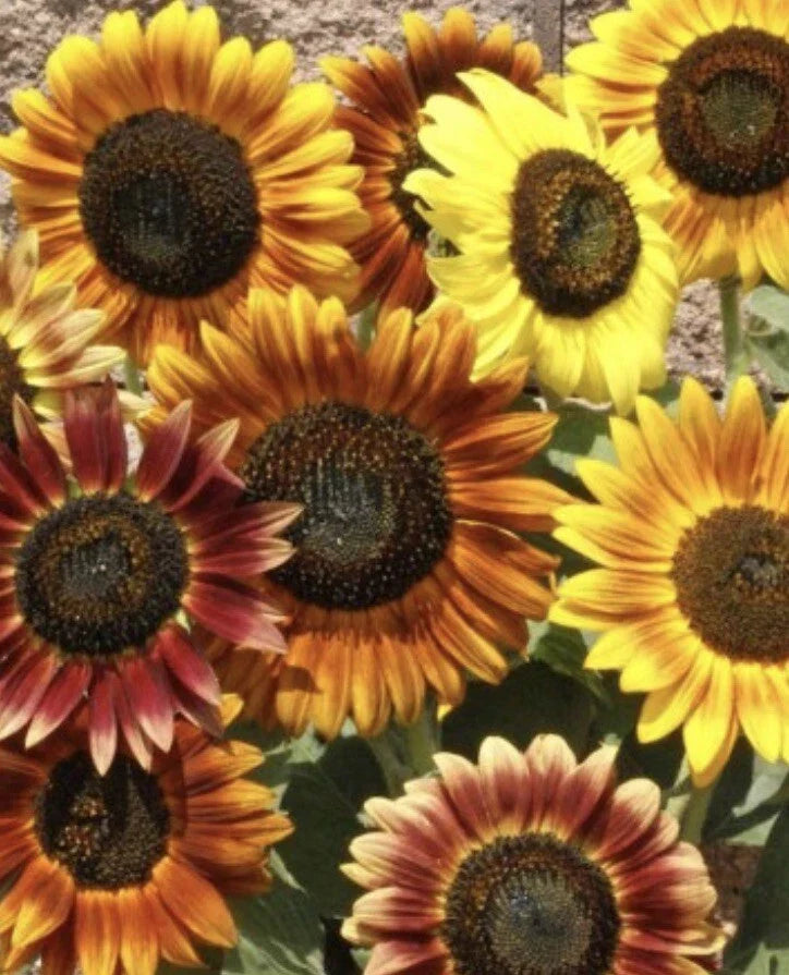 Sunflower Seeds - Autumn Beauty Pack of 200+ Helianthus annuus Multicolored Flowers for Garden & Pollinators
