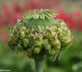 Poppy Hen & Chickens Seeds, 50 Pack, Dried Floral, Papaver, Bright Red & Pink Blooms, Easy to Grow, Hardy Garden Seeds