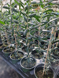 Arbequina Olive Tree Live Plant in 4-Inch Pot | Olea europaea 'Arbequina' | Small Indoor/Outdoor Tree
