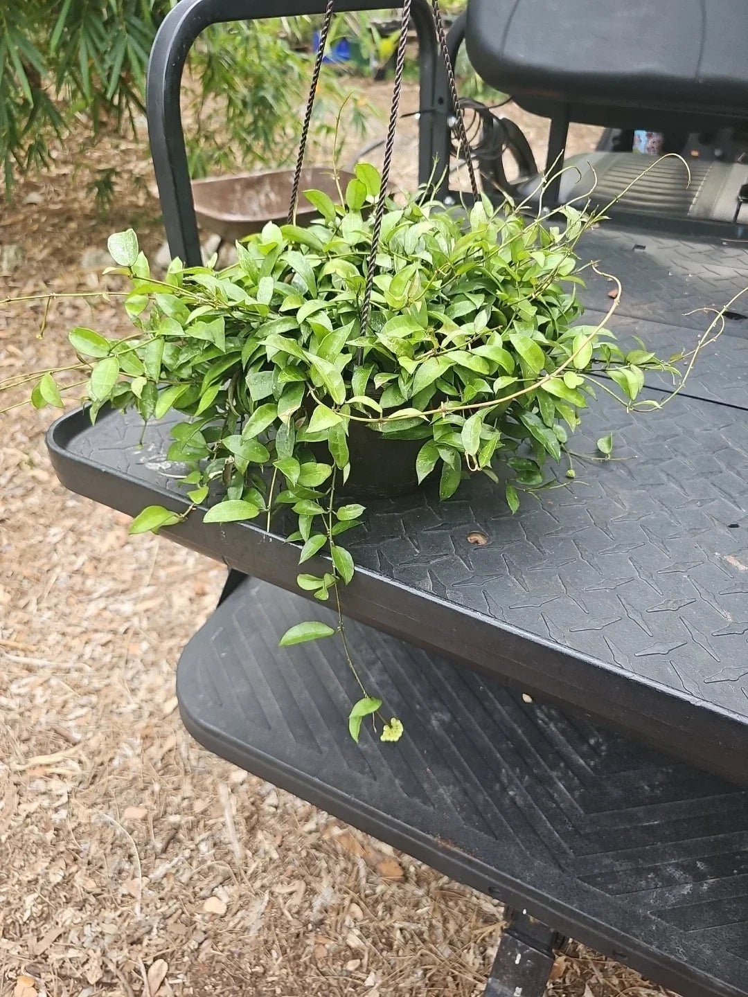 XL Hoya Lacunosa Variegated Wax Plant - Indoor Vining Flowering Plant in 8" Hanging Pot