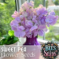 Sweet Pea Seeds - 35+ Non-GMO Annual Flower Seeds for Climbing Vines, Fragrant Blooms, Garden Border, Lathyrus odoratus