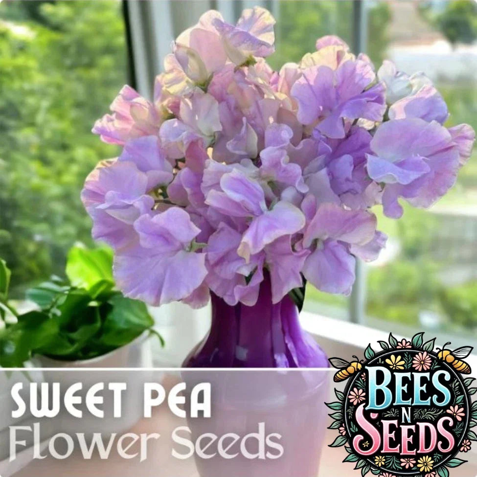 Sweet Pea Seeds - 35+ Non-GMO Annual Flower Seeds for Climbing Vines, Fragrant Blooms, Garden Border, Lathyrus odoratus