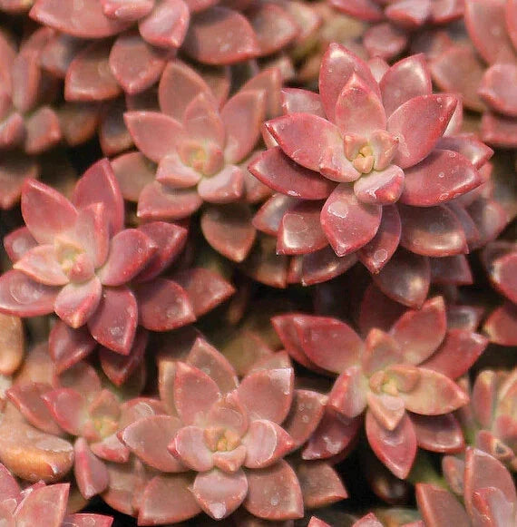 Graptopetalum "Alpenglow" Succulent Plants - 2" Rooted Rosettes, Colorful Drought-Tolerant Succulents