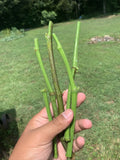 Fig Tree Cuttings – Organic Ficus carica – 5 Fresh Rooting Propagation Cuttings for Home Garden