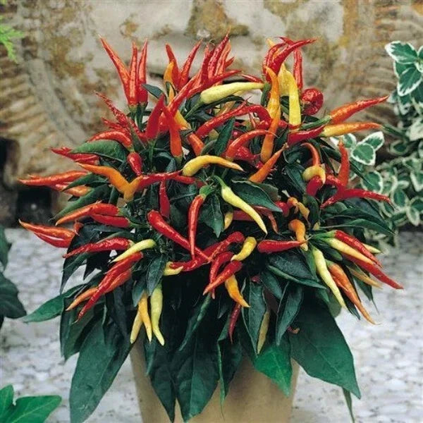 Patio Fire & Ice Ornamental Pepper Seeds - 100 Organic Capsicum annuum for Container Gardening, Vibrant Red & White Colors