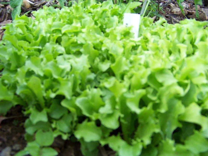 Black Seeded Simpson Lettuce Seeds - 875 Non-GMO Pack for Home Garden, Lactuca sativa, Loose-Leaf, Salad Greens