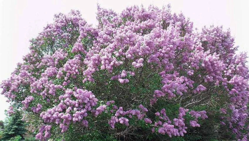 Bare Root Lilac Bush 20 Pack Syringa vulgaris Purple Fragrant Spring Blooming Shrubs
