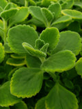 Cuban Oregano Cuttings - 10 Unrooted Plectranthus amboinicus Herb Plants for Cooking & Garnishing