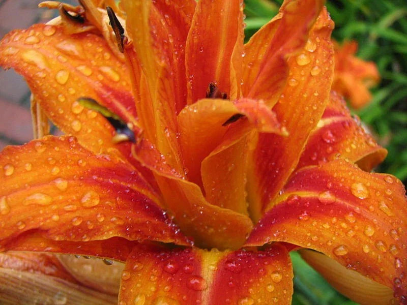 Kwanso Daylily Live Plants - 5 Bare Root Hemerocallis fulva 'Kwanso' - Vibrant Orange Double Blooms, Perennial Garden Plant