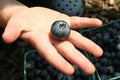 Dryland Blueberry Seeds - 1000 Seeds for Rocky Soil - Vaccinium angustifolium - Waxy Blue Berries, Drought-Tolerant, Perennial Shrub
