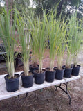 Lemongrass Plants 12 Stalks, Cymbopogon citratus, Edible Herb for Cooking & Tea, Perennial, Non-Pesticide