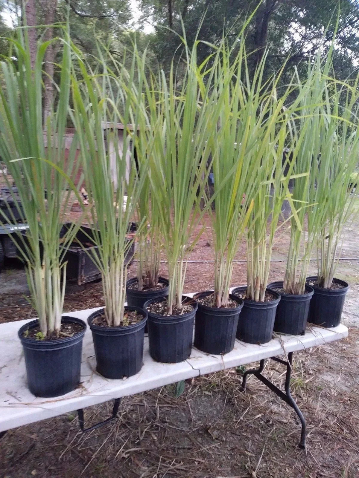 Lemongrass Plants 12 Stalks, Cymbopogon citratus, Edible Herb for Cooking & Tea, Perennial, Non-Pesticide