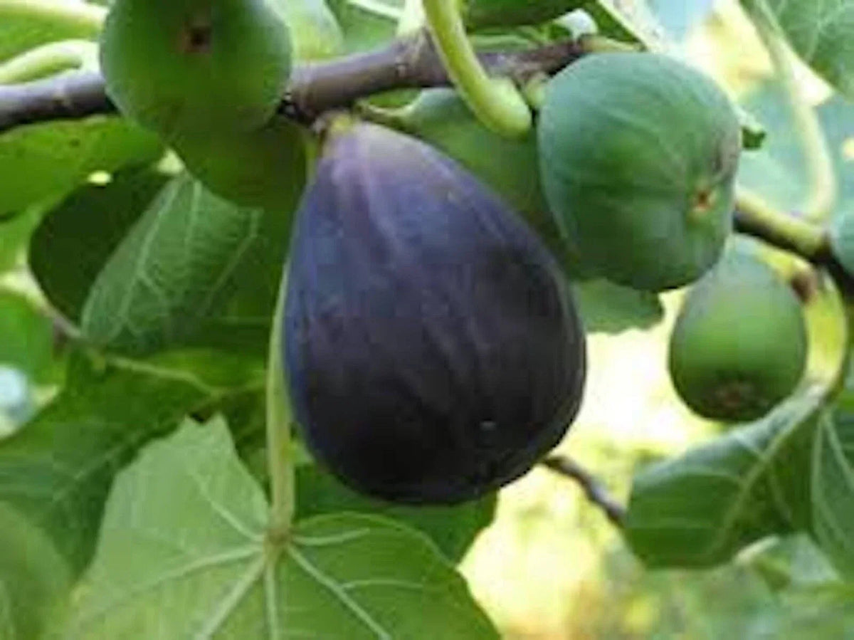 Black Mission Fig Tree Starter Plant 3 Pack Ficus Carica Edible Fruit Tree with Large Lobed Leaves