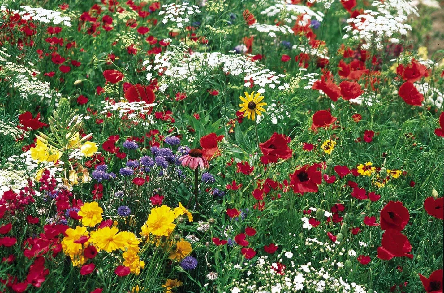 Butterfly Wildflower Seed Mix – Diverse Pollinator-Friendly Flower Blend for Gardens & Landscapes