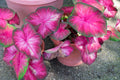 Caladium Bulbs - 6 Pack - Rosebud Variety - Heart-Shaped Pink and Green Foliage - Caladium x hortulanum