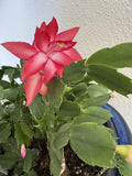 Christmas Cactus Cuttings 4-5 Inch Red Coral Schlumbergera for Indoor Gardening